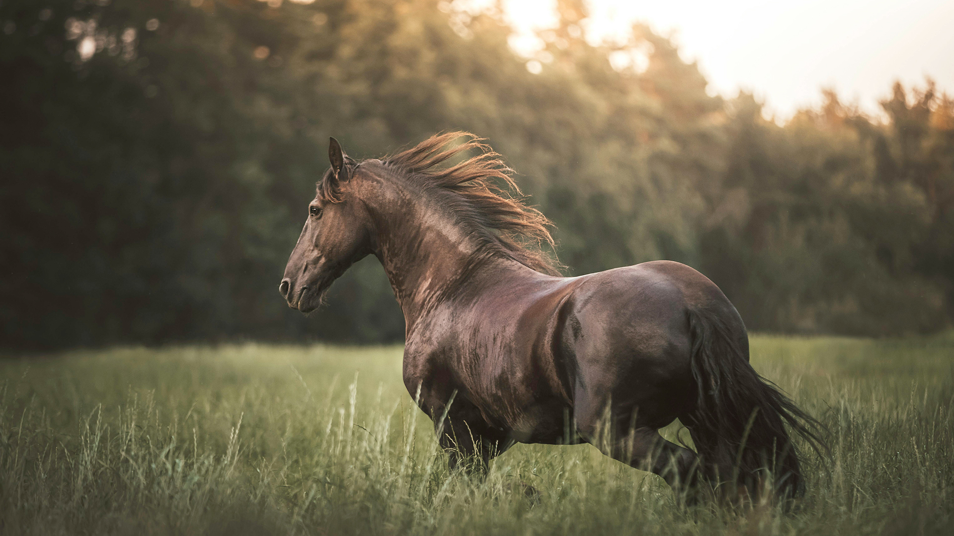 Gamme-P-Stallion-